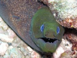 Undulated Moray taken at Hanauma Bay, Oahu, Hawaii. Olymp... by Rob Van Orden 